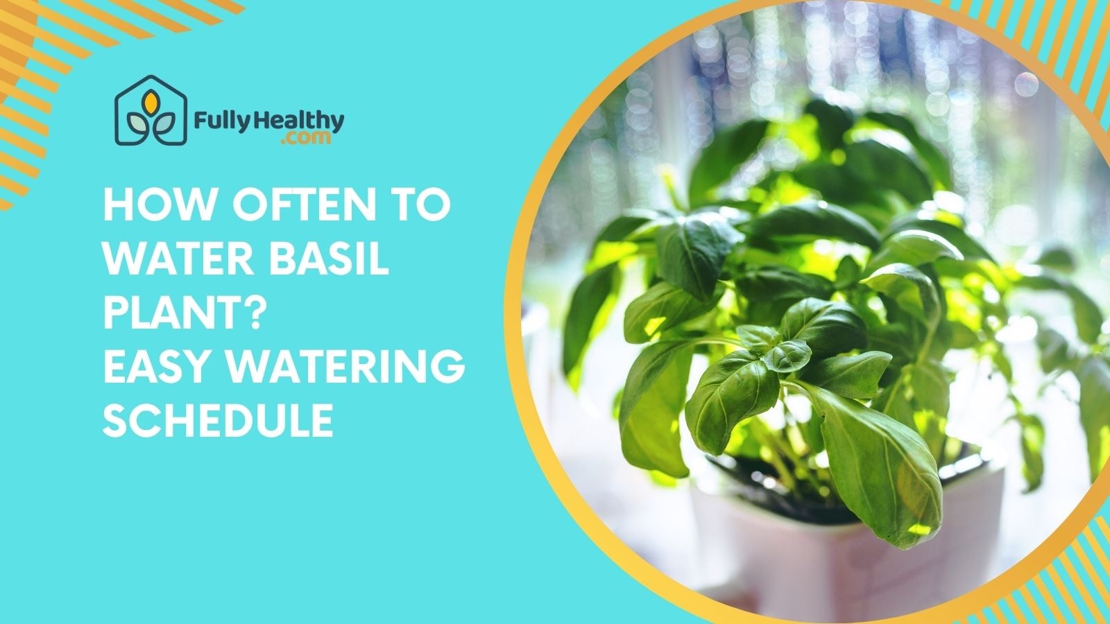 How Often to Water Basil Plant: Easy Watering Schedule