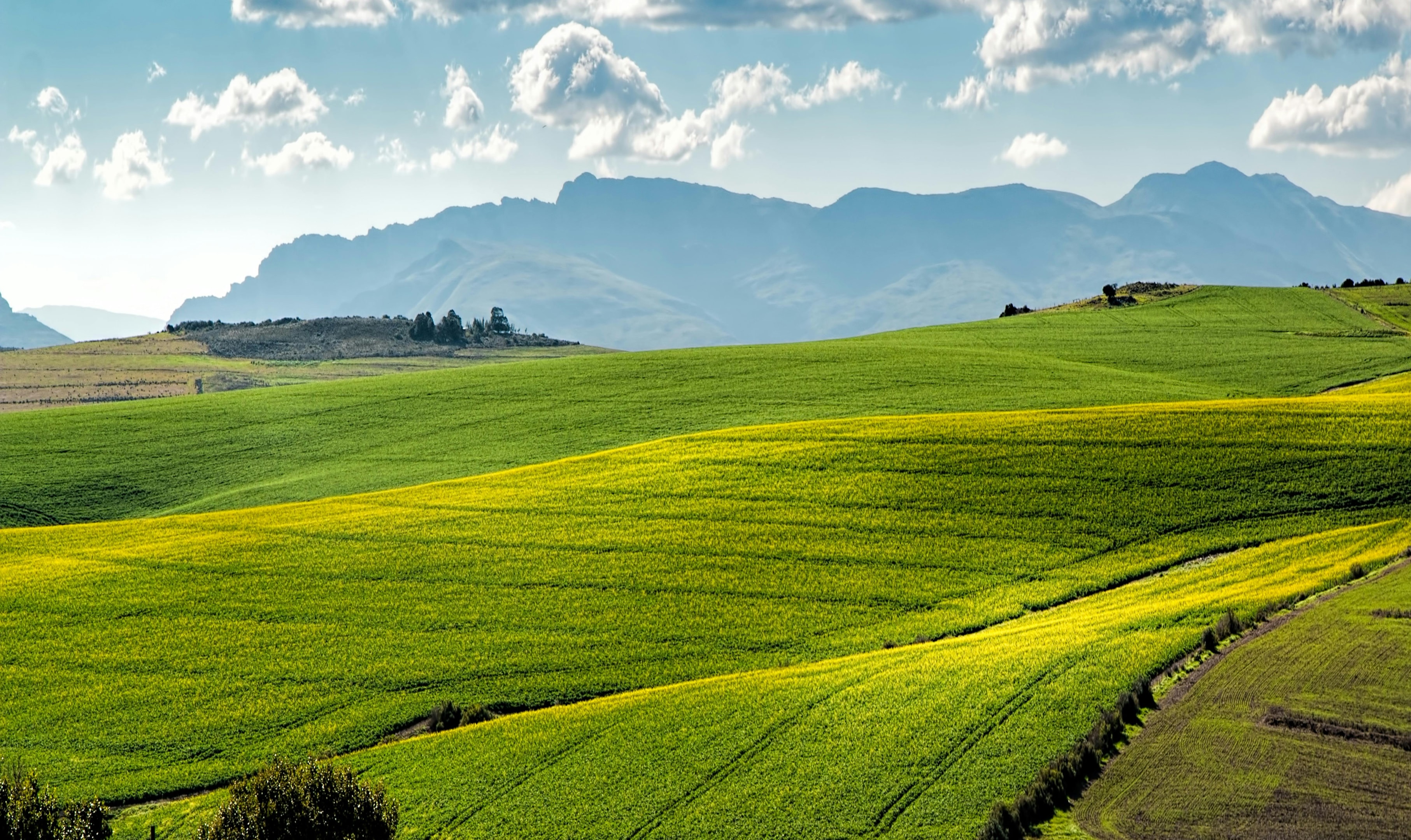 green field with mountains in the background