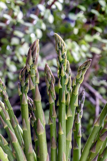 green asparagus, asparagus fern, green, intense oral irritation
