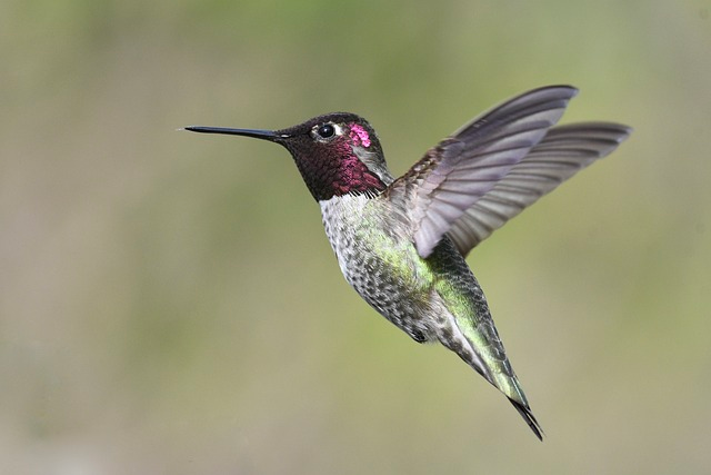 anna's hummingbird, flight, hummingbird