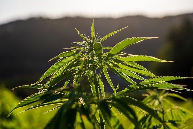 hemp, cannabis, plant