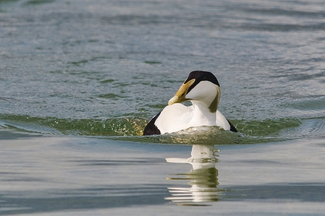 somateria mollissima, duck, water bird