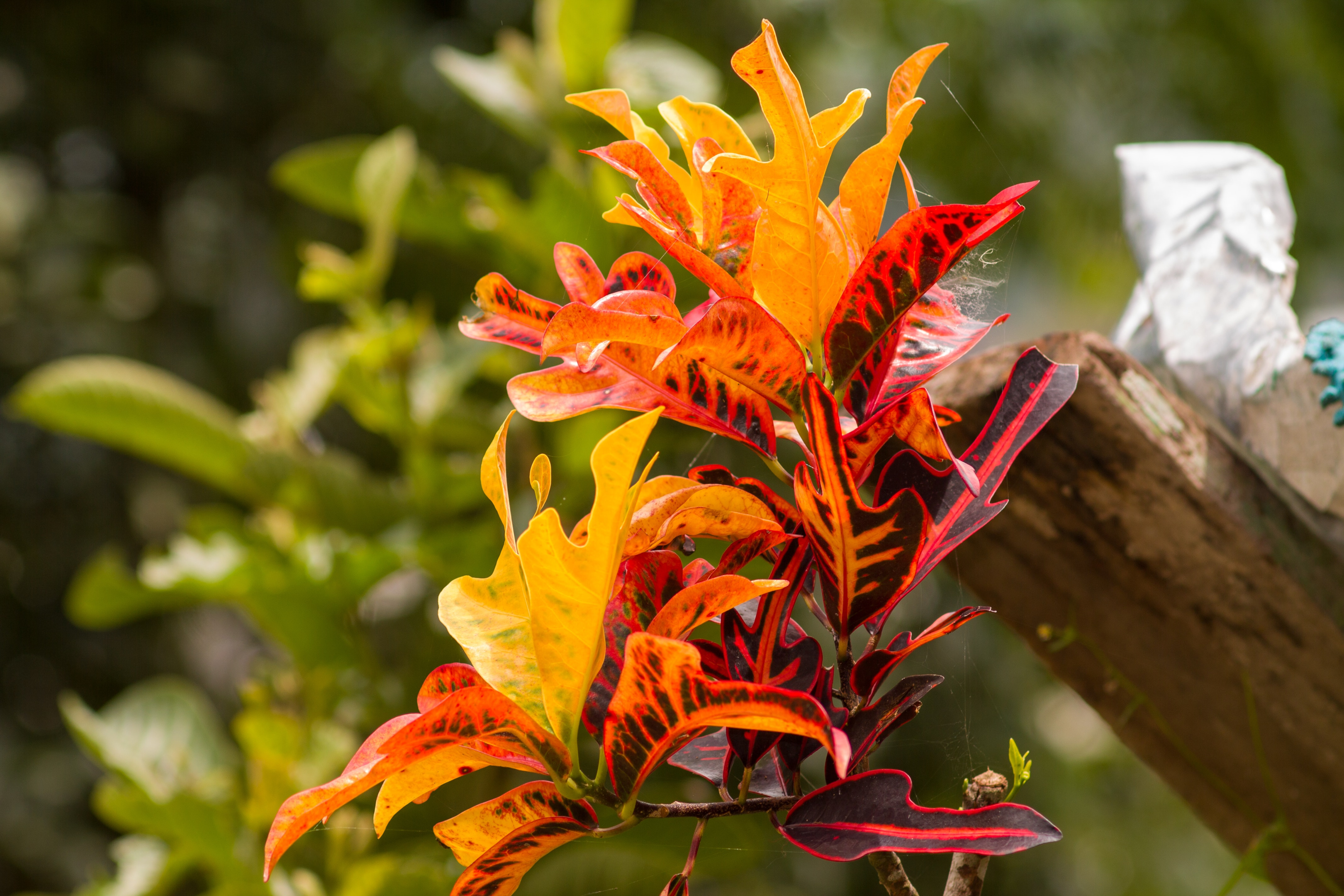 Planta de Croton