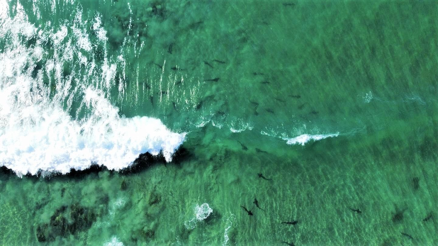 Leopard sharks frolic off La Jolla Shores in early September | Source: La Jolla Light