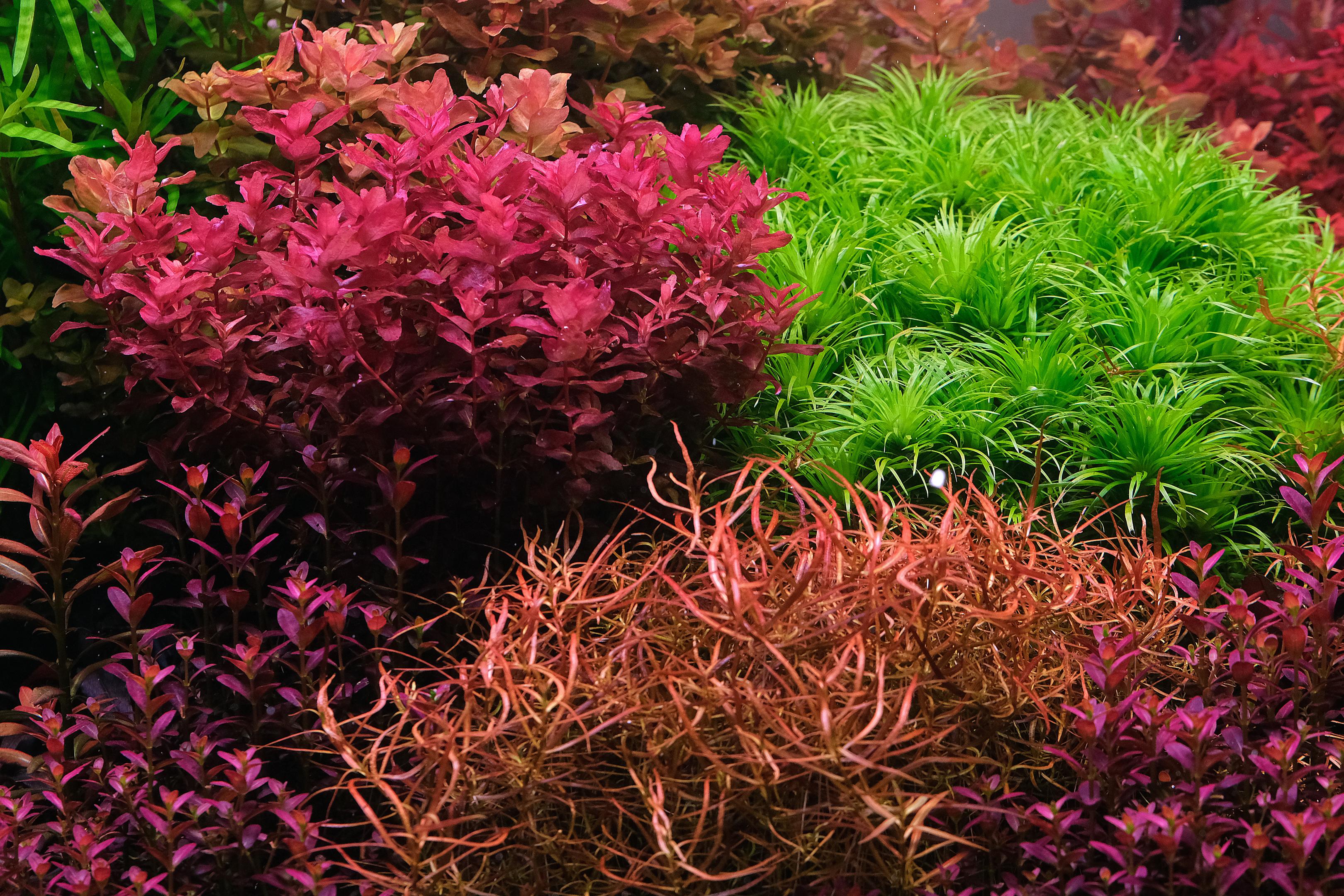 Close up of Rotala macrandra 'red' Type IV mini, Syngonanthus 'Lago grande' and Ludwigia arcuata