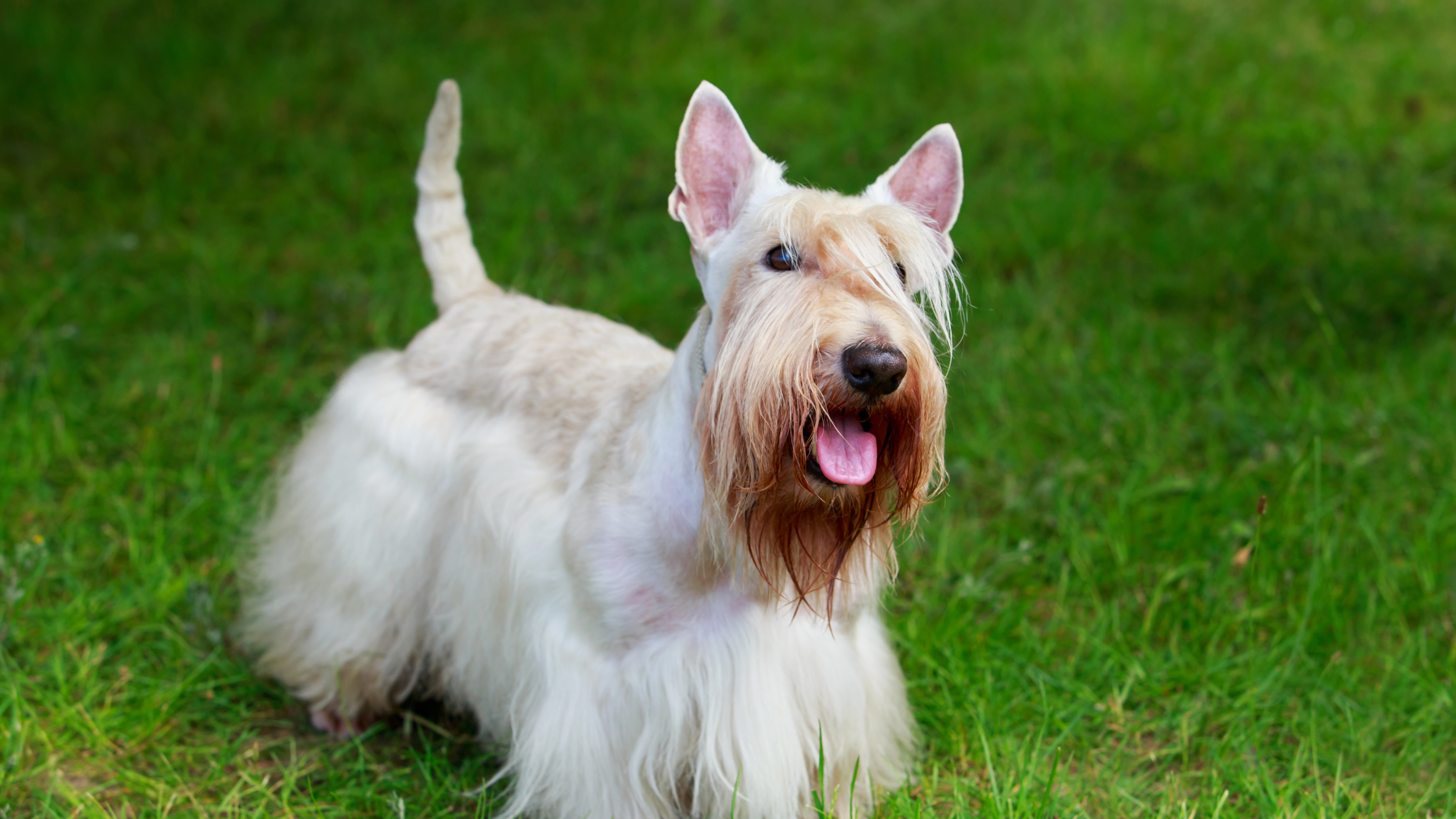A side view of an Adult Scottish Terrier