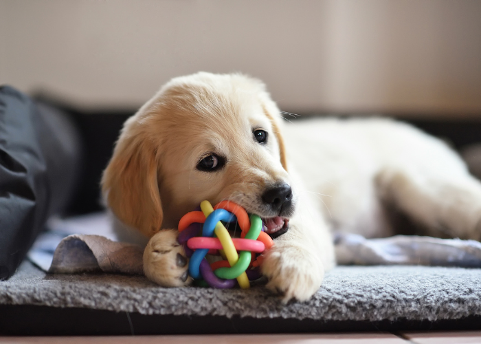 A dog playing with a dog toy indoors