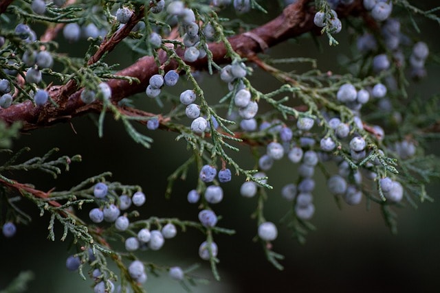 juniper, berries, plant