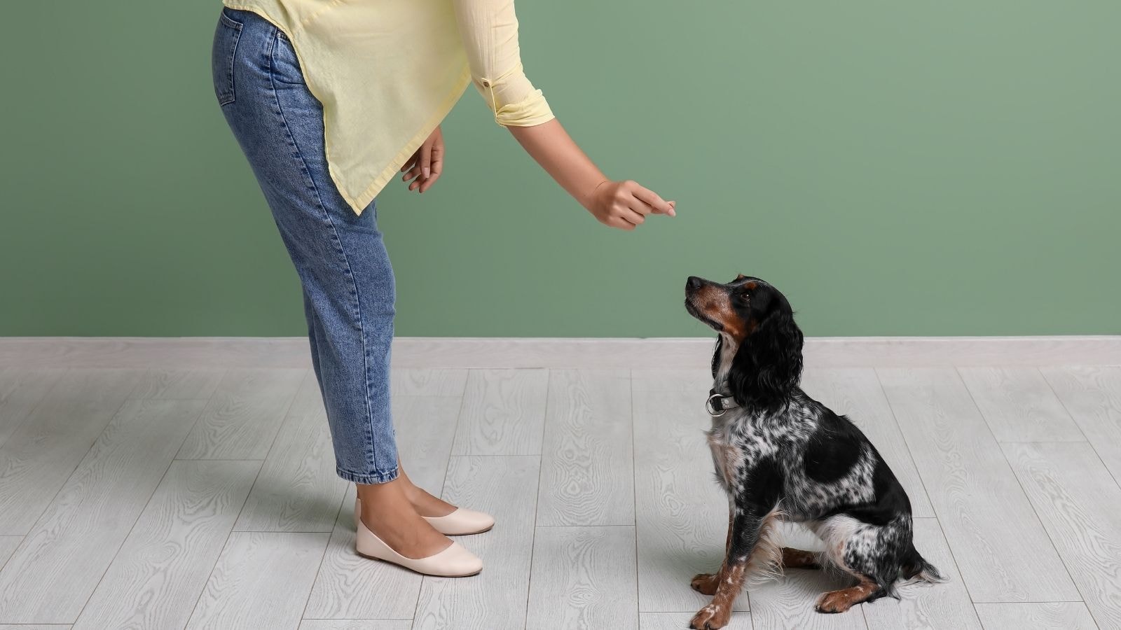 Woman feeding a small black and white dog indoors