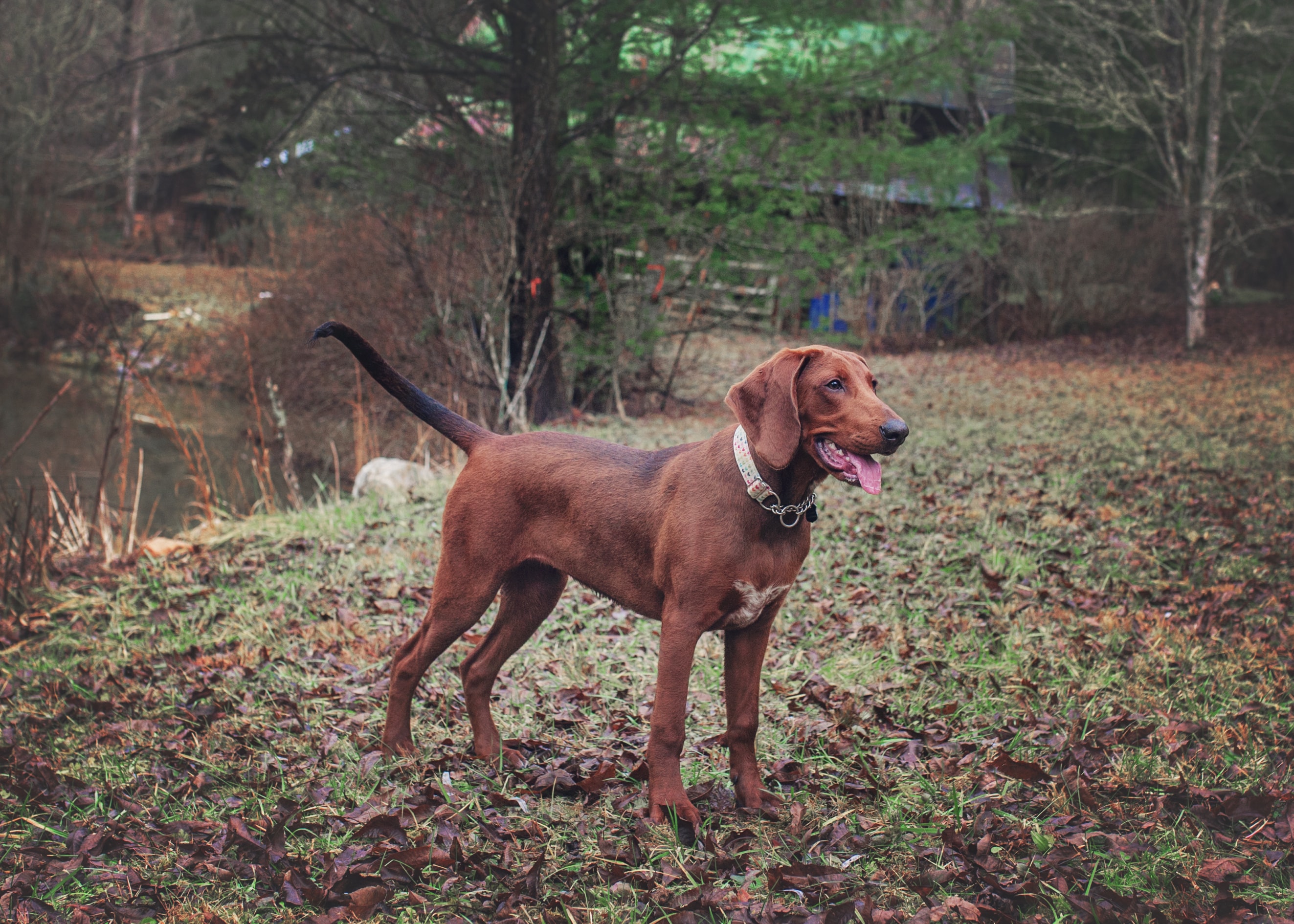 A sideview of the Redbone Coonhound showing off its unique appearance