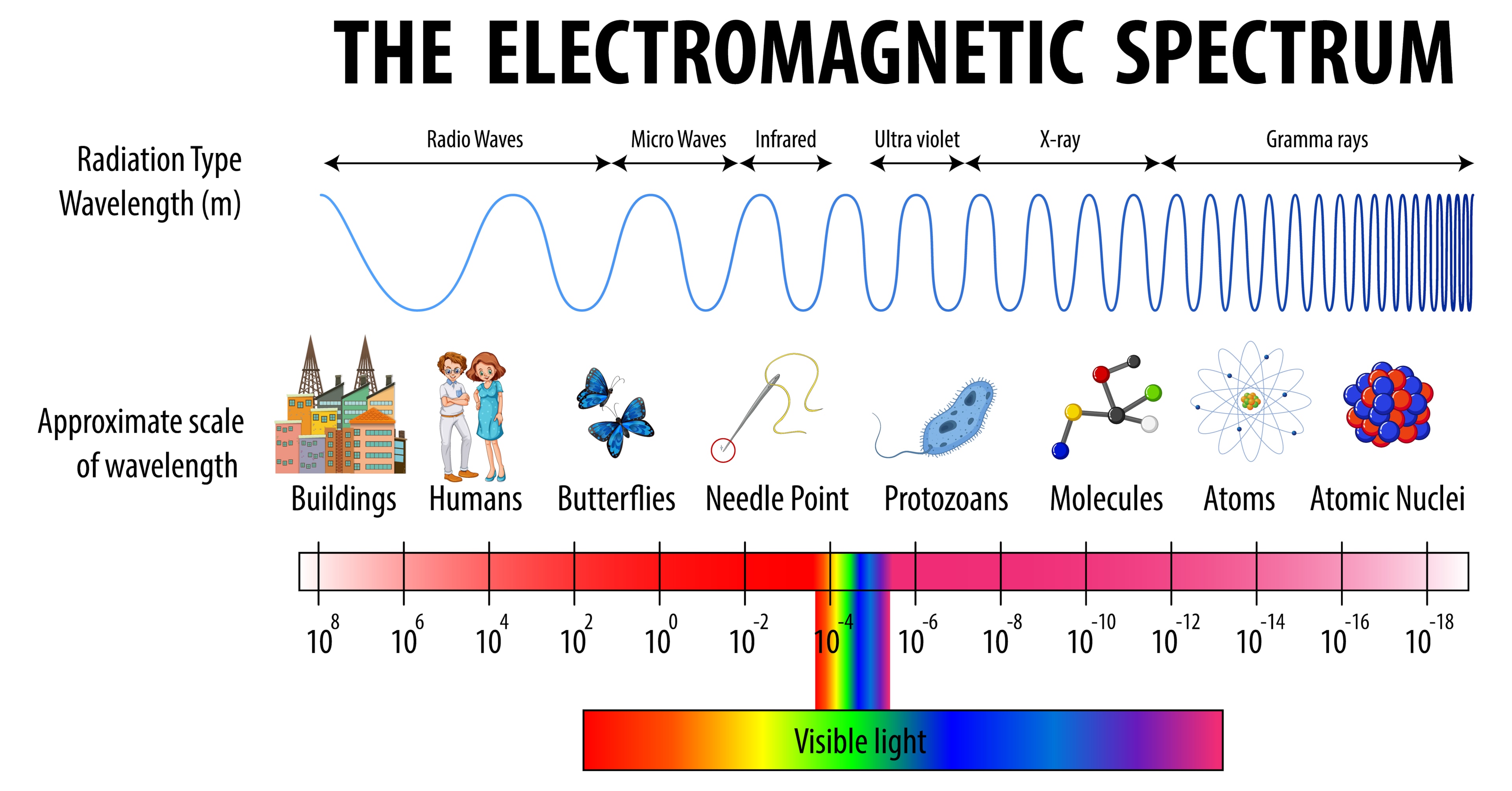 The Electromagnetic Spectrum - Wavelengths range from the size of a building to an atomic nucleus