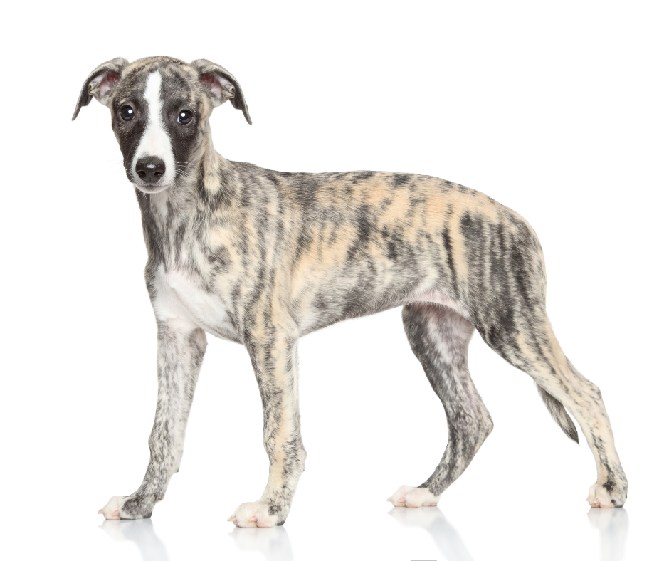 A Brindle Whippet with a white background