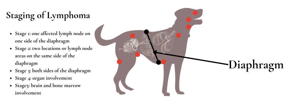 Canine hotsell lymphoma diet