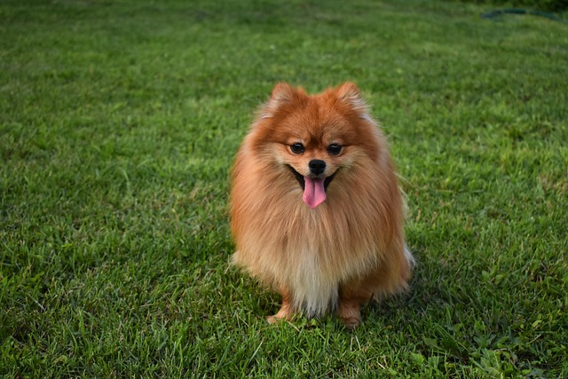 Your Guide to the Typical Pomeranian Lifespan and Pom Care – The Native Pet