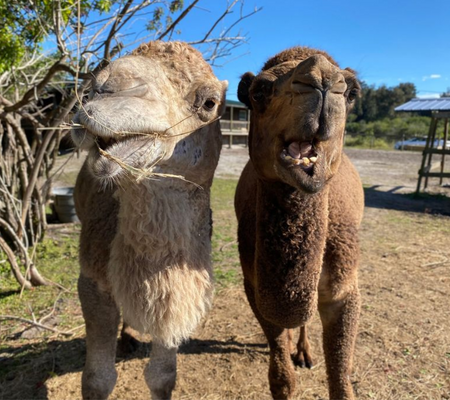 Camels at Romelia Farms