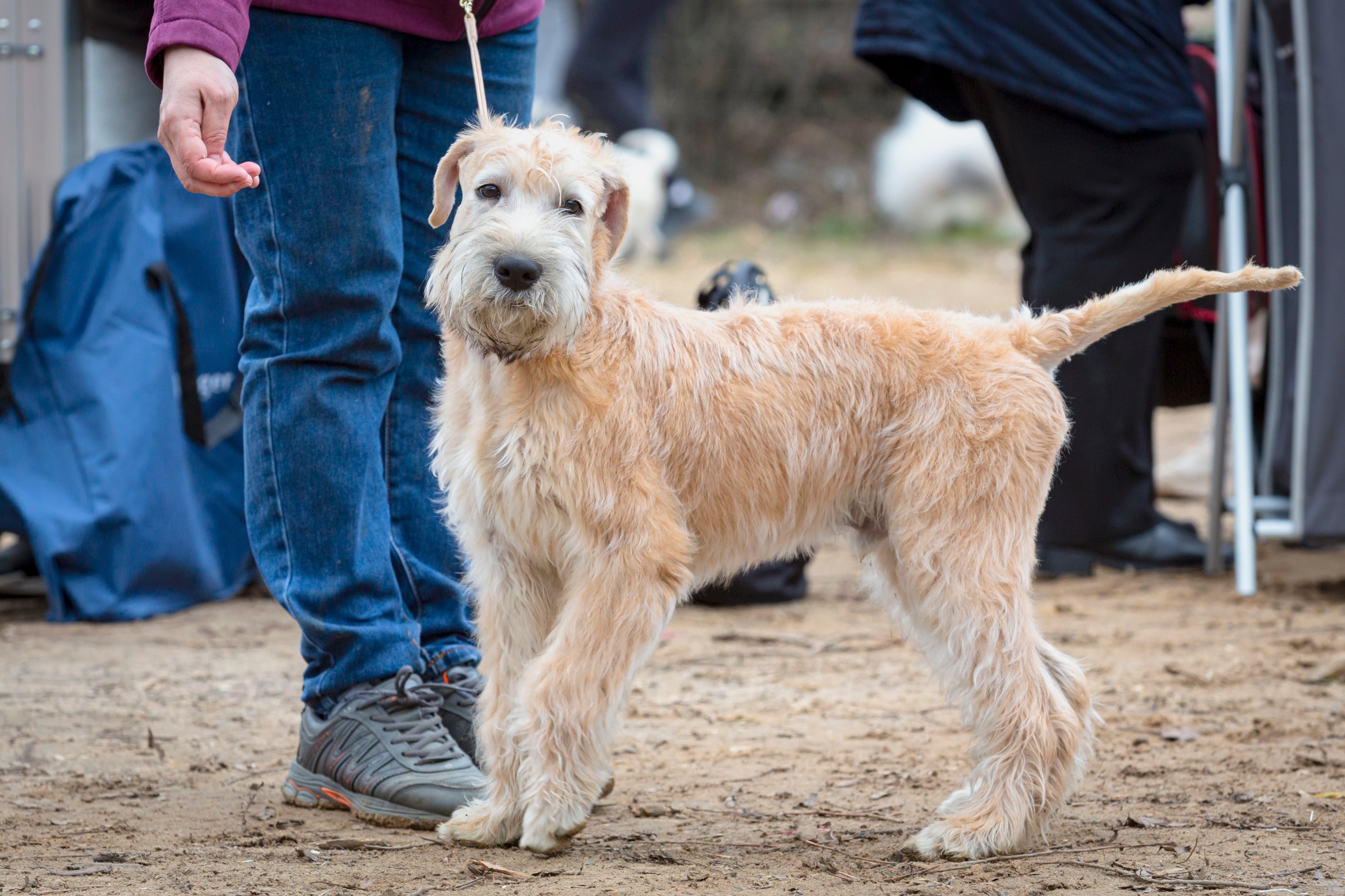 An adult SCWT on a leash doing training