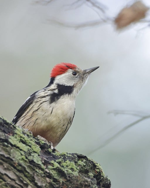 middle spotted woodpecker, woodpecker, bird
