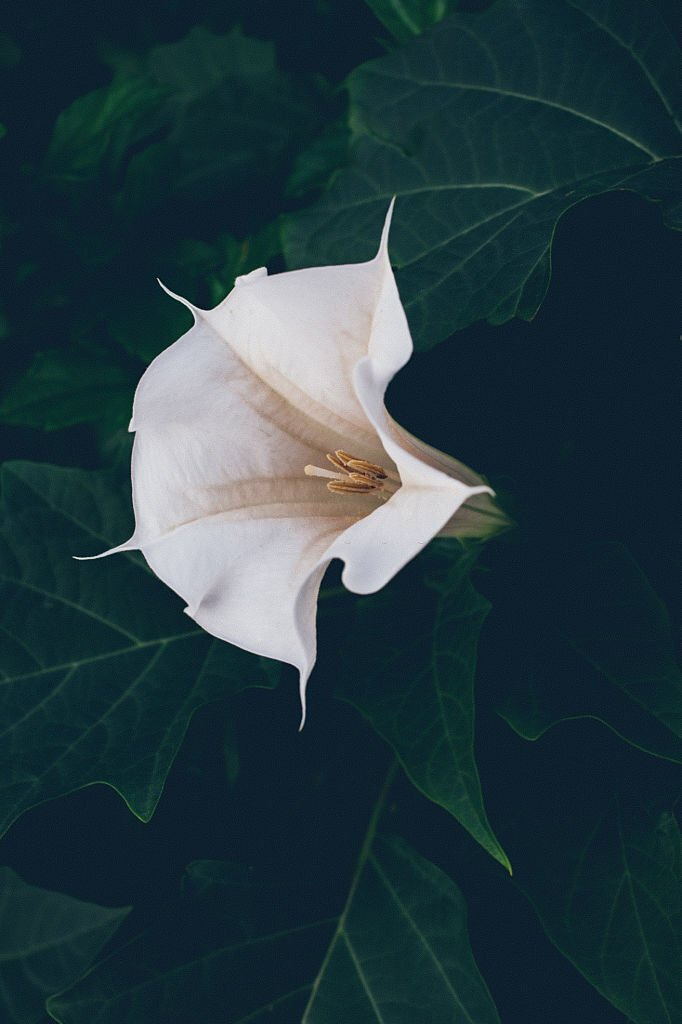 Moonflower Vine