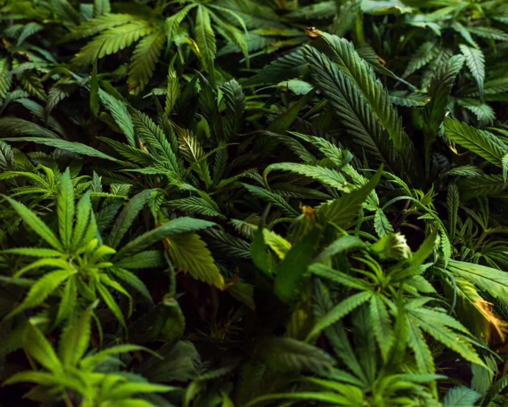 cannabis plants outdoors