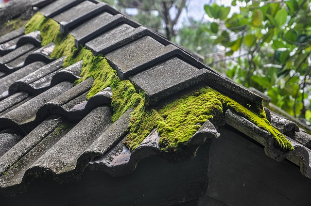 moss, roof, moss on the roof