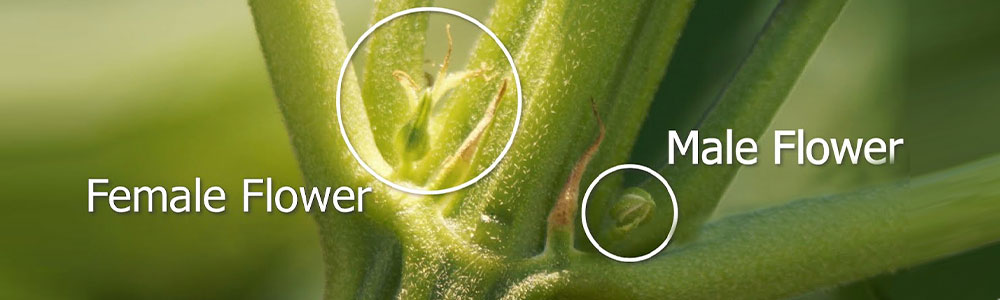 Signs of growing cannabis to the flowering period and how to tell female plants from male plants,male and female plants flowers