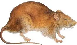 An image of a brown Norway rat on a white background.