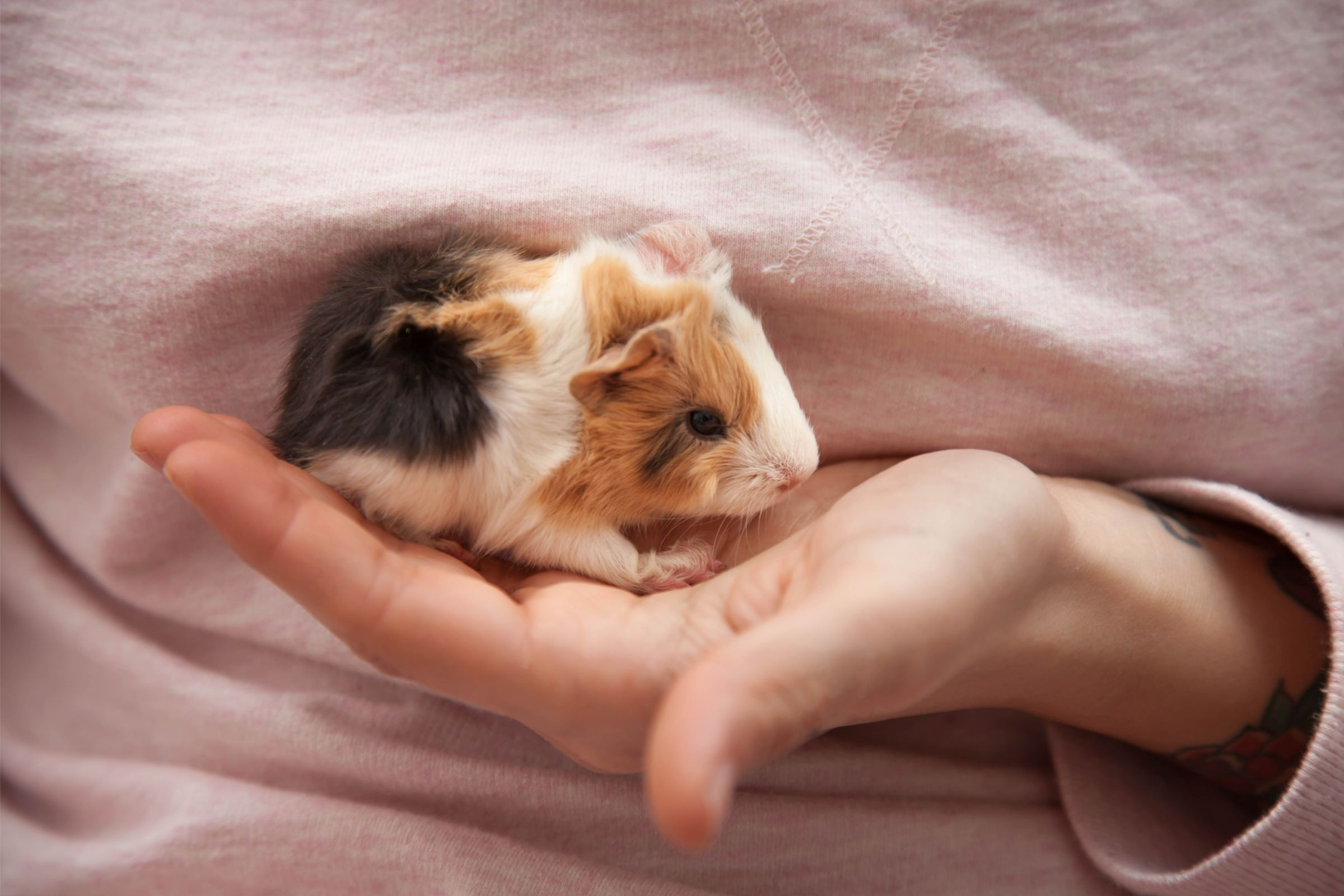 guinea pigs live