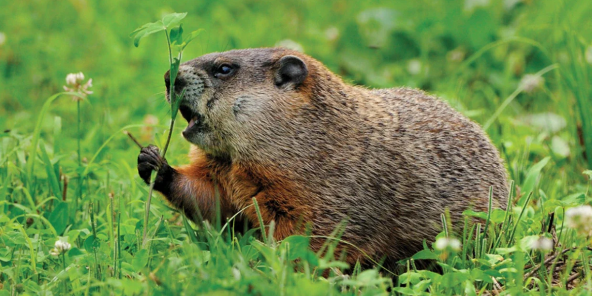 interesting animals in new hampshire