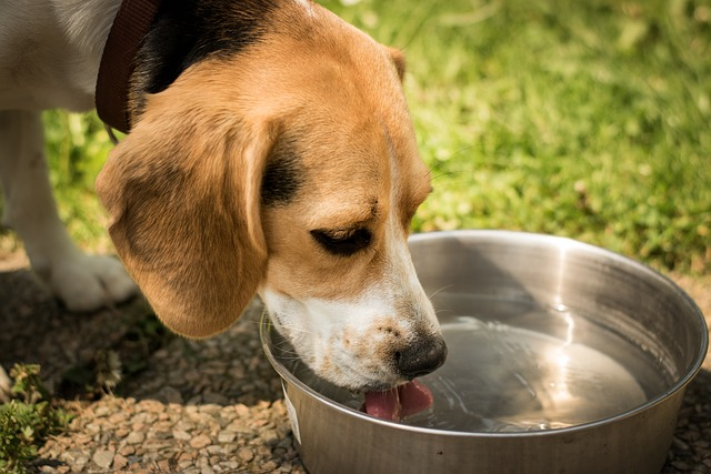 what does it mean when an older dog starts drinking a lot of water