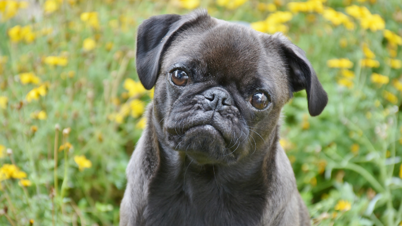 8bbe55ad 51d0 4d6c a231 2f9ecebc5120 Unlocking the Pugs Temperament: Insights, Traits, and More