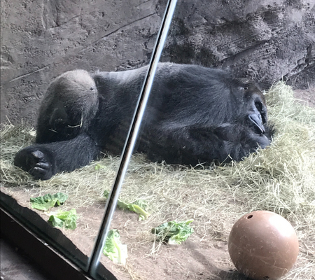 A sleeping gorilla at Disney’s Animal Kingdom