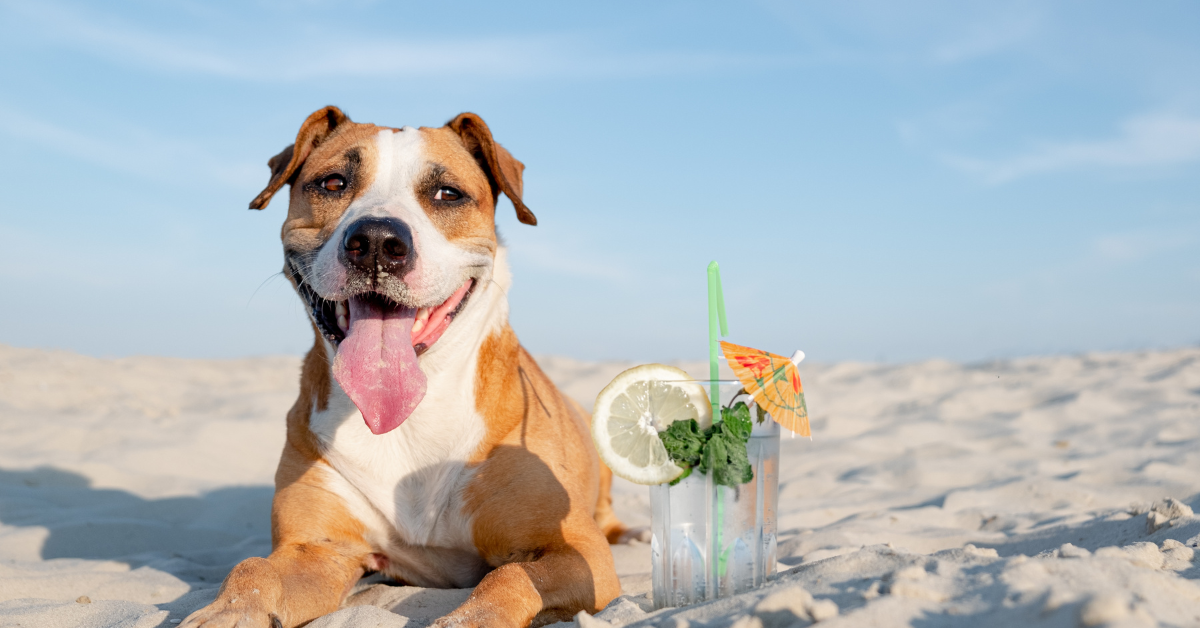 Pet-friendly beach moment in Sea Isle City NJ featuring a happy dog relaxing on the sand, highlighting pet-friendly vacation rentals.