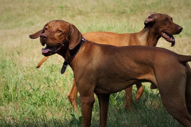 dogs, vizsla, purebred dog, nature, hunting dog, canine, vizsla, vizsla, vizsla, vizsla, vizsla