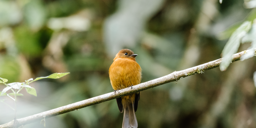 Summer Bird Watching Tips