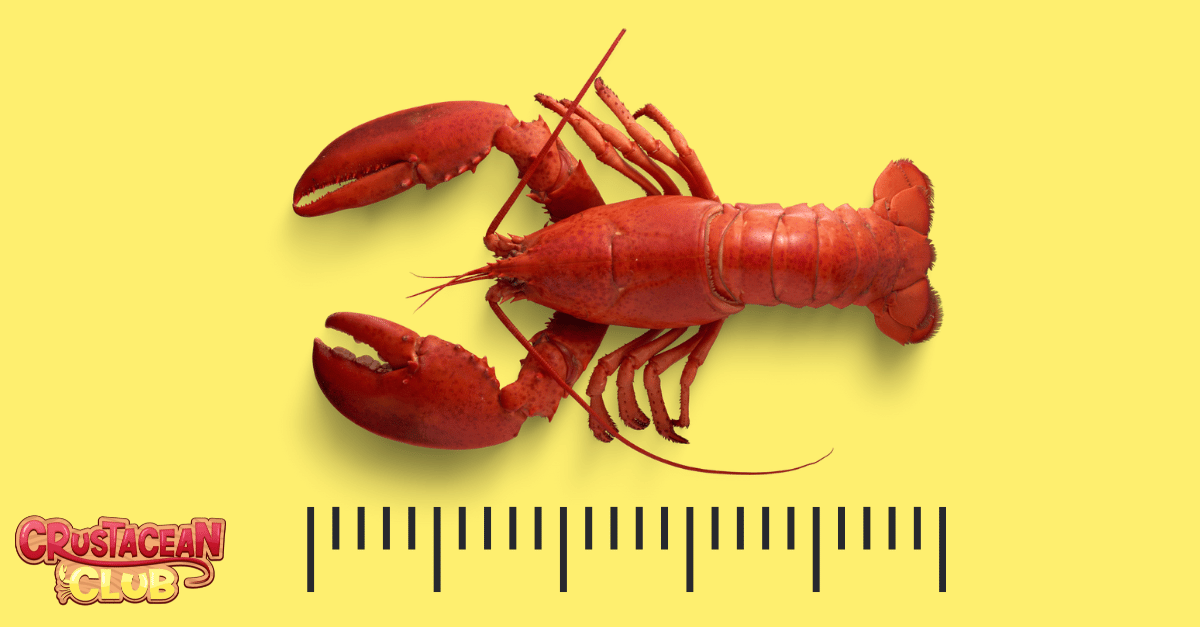 An image depicting the measurement of a lobster