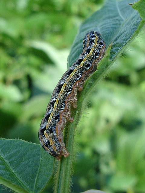 larva, worm, armyworm