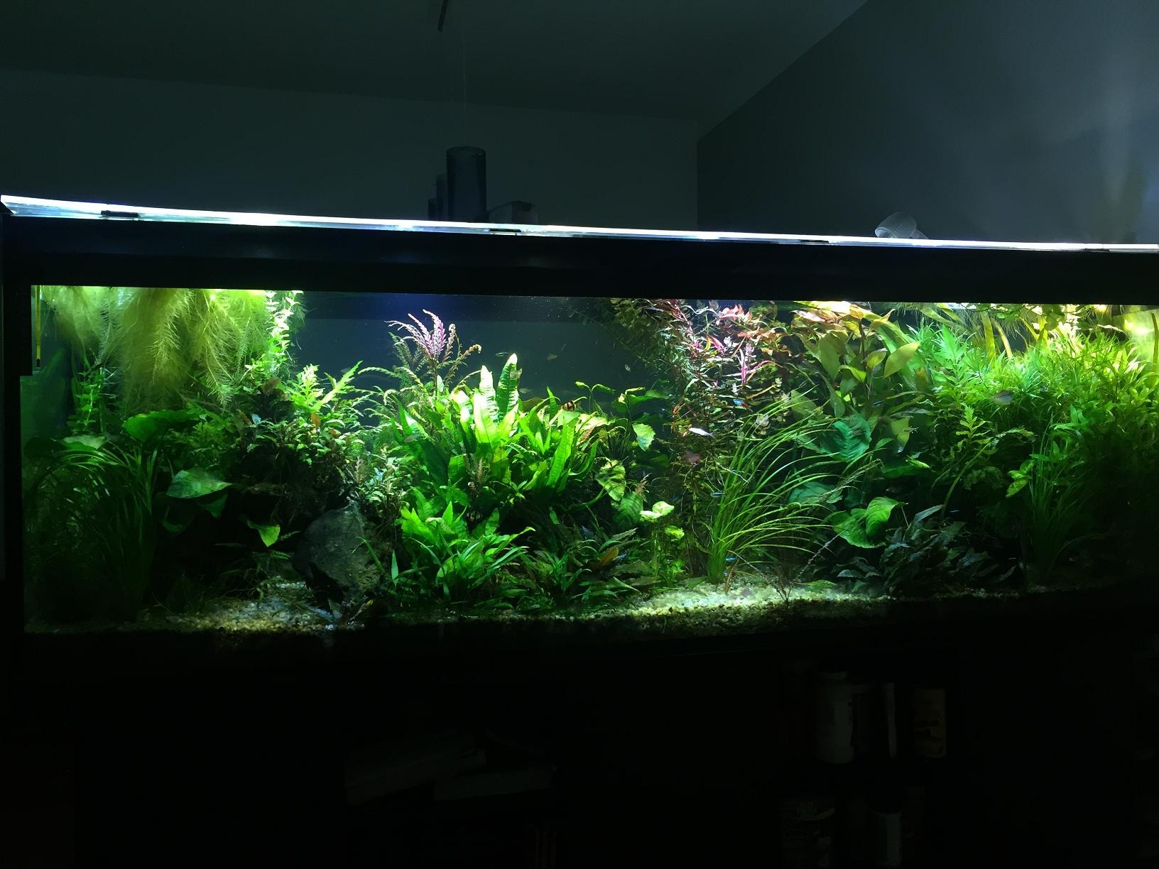 Clean and healthy fish tank