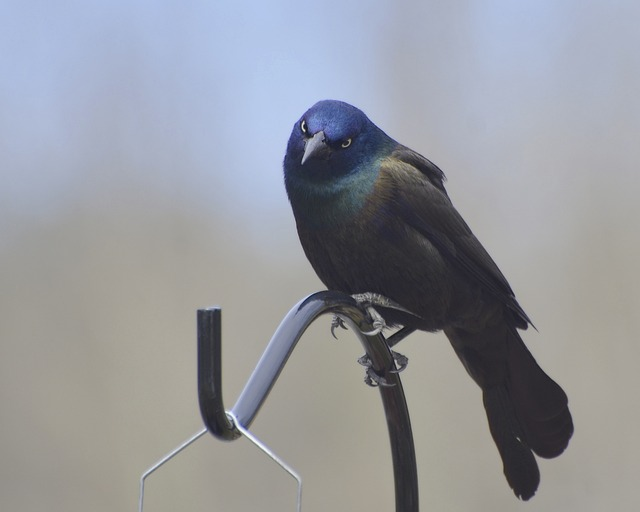 common grackle, grackle standing, grackle