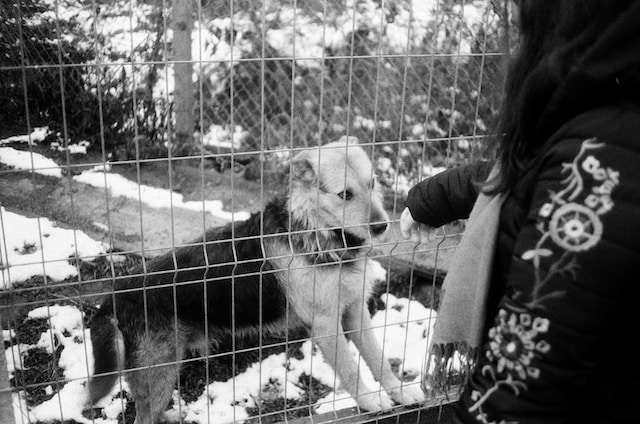 Black And White Photo Of A Woman Petting A Dog Inside A Kennel