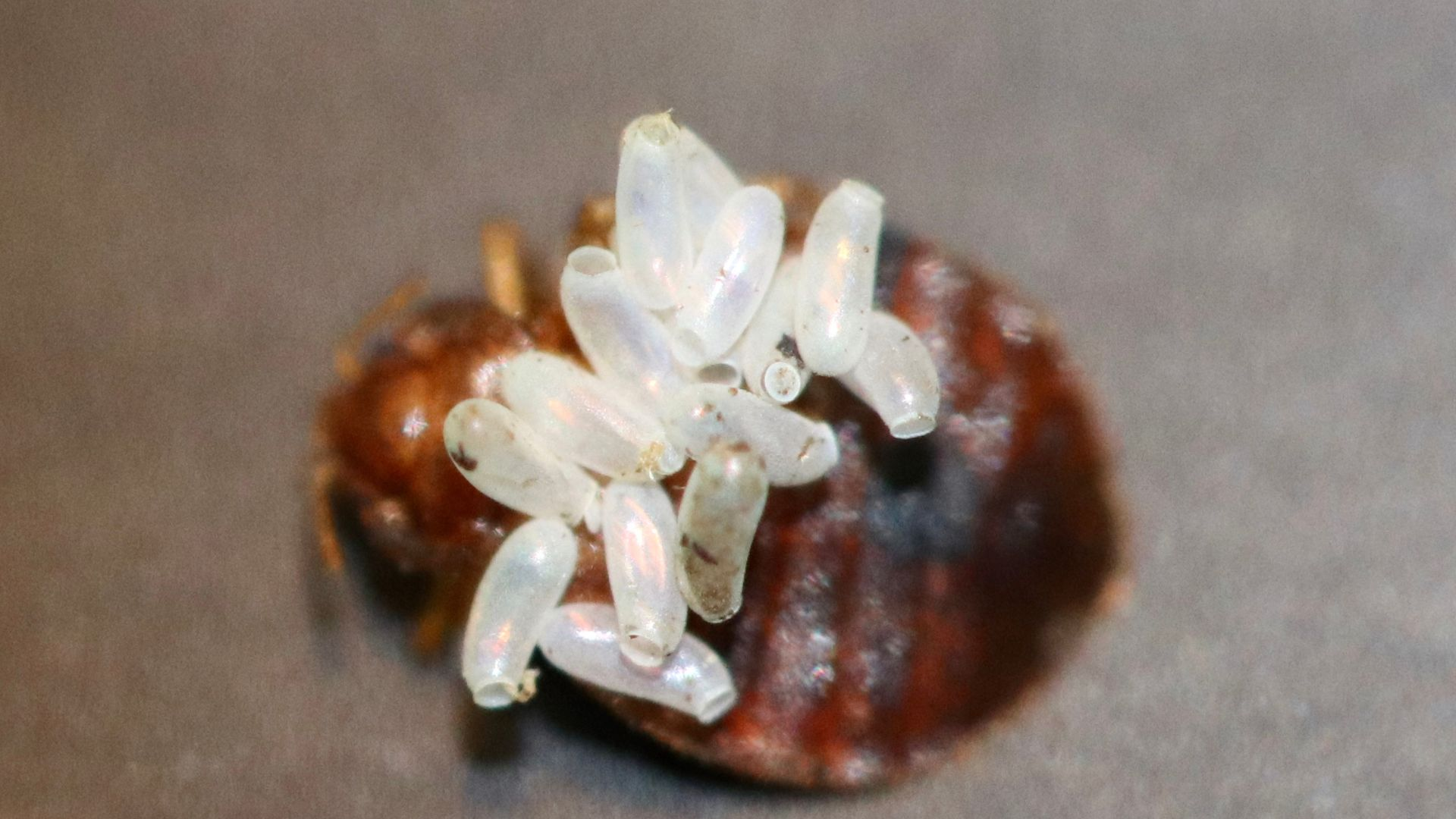 An image of a bed bug carrying eggs on its back.