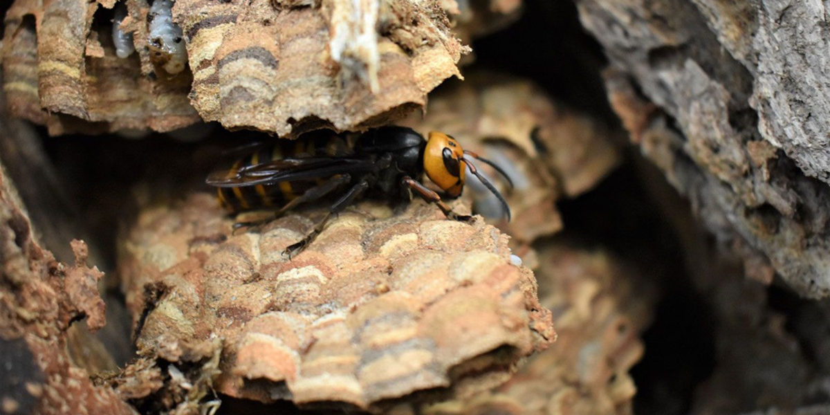 common dangerous animals in washington state