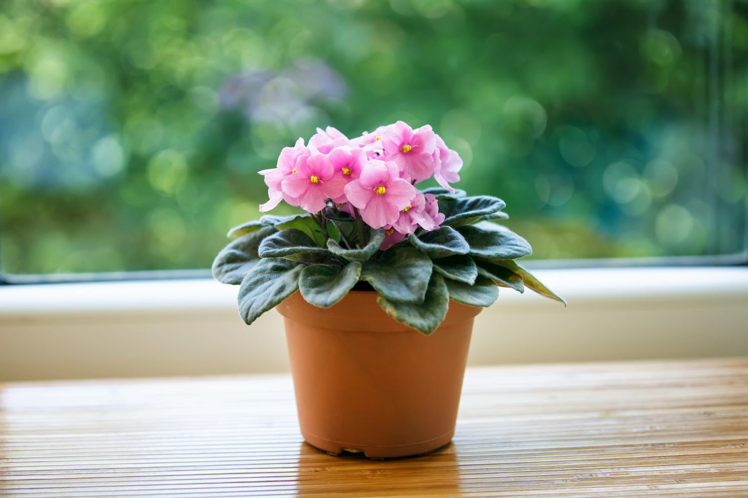 Saintpaulia ionantha, small houseplants