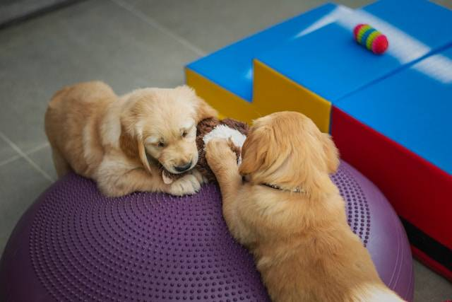 Two Golden Retiever Puppies Playing Together