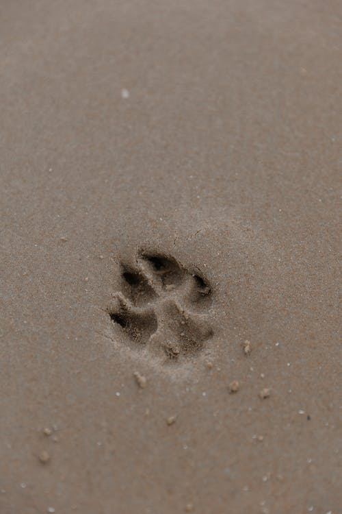 Dog paw print in sand 