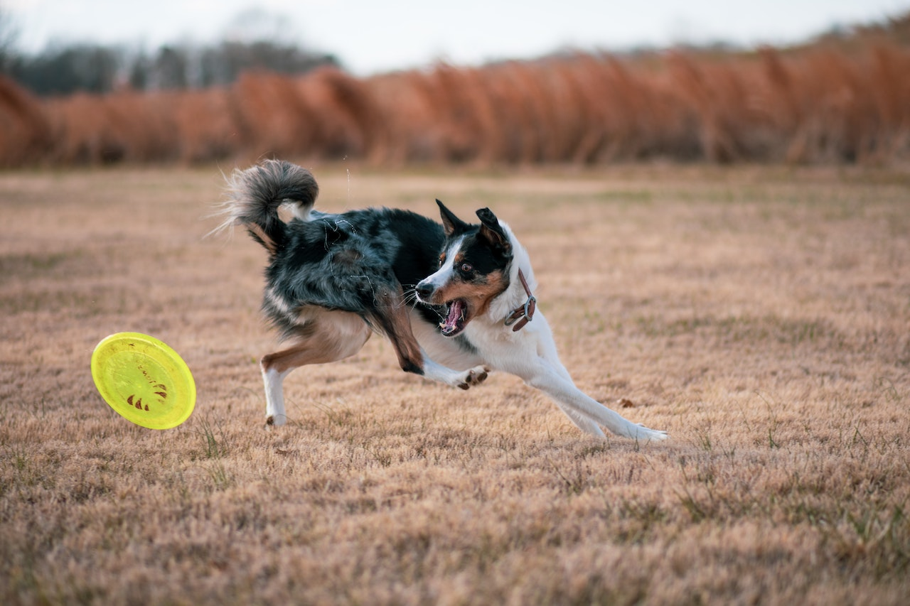 Essential Facts About Slipped Disc in Dogs What Every Dog Owner Should Know! Bulldogology