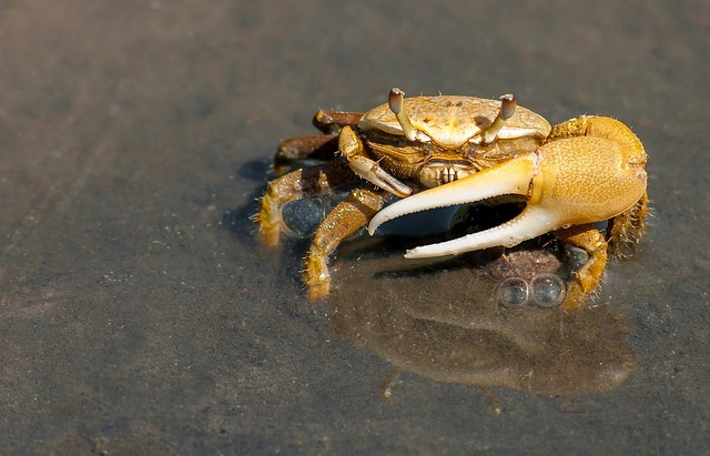 crab, crustacean, sea