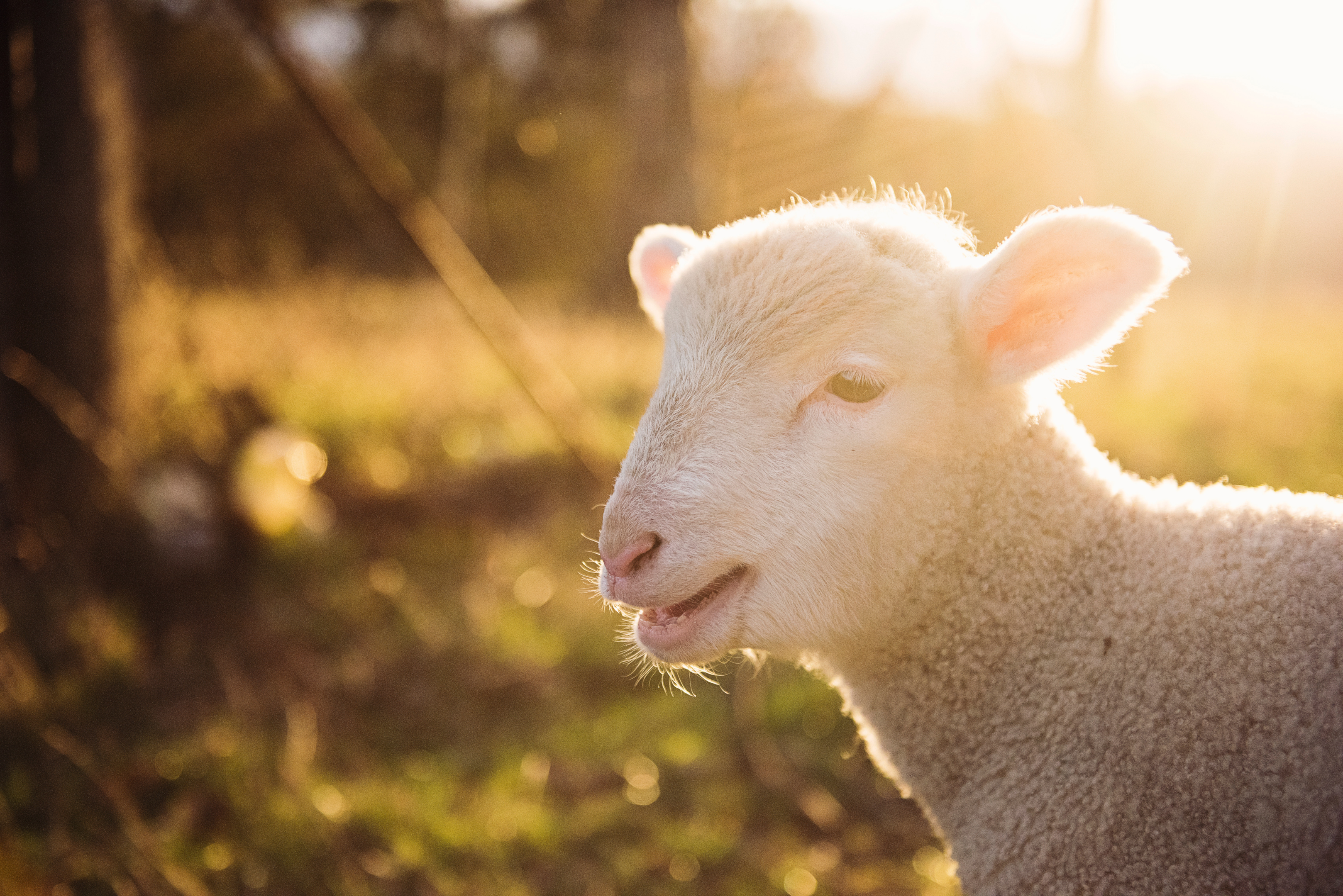 Scotch lamb is reared with time honoured traditional farming practices, which take animal welfare and environmental stewardship extremely seriously.