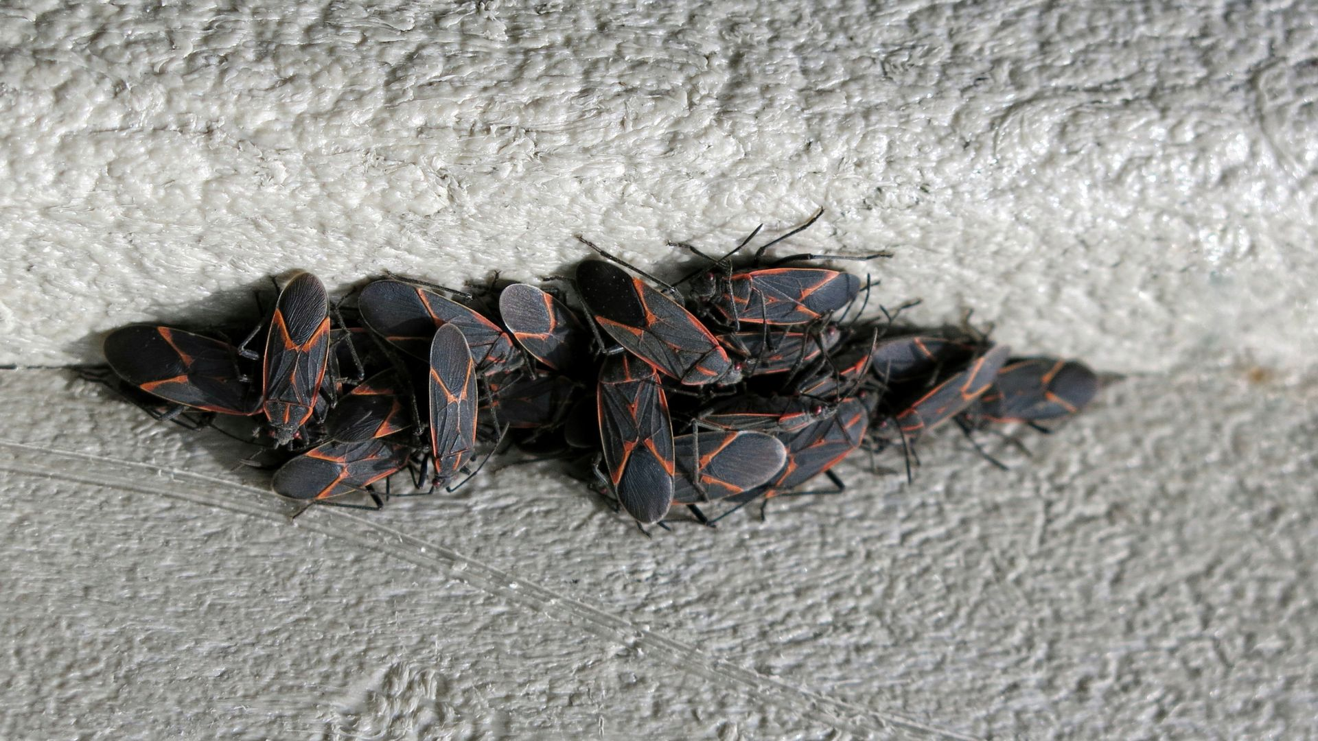 An image of boxelders swarming in a crack on the exterior of a home.