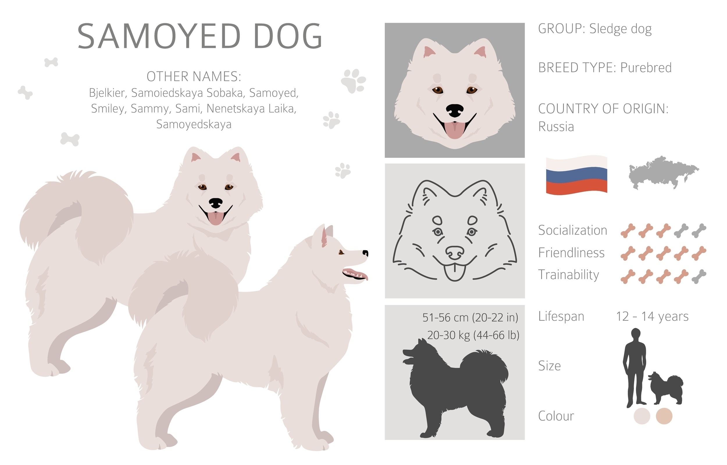 An infographic of the Samoyed samoyeds breed