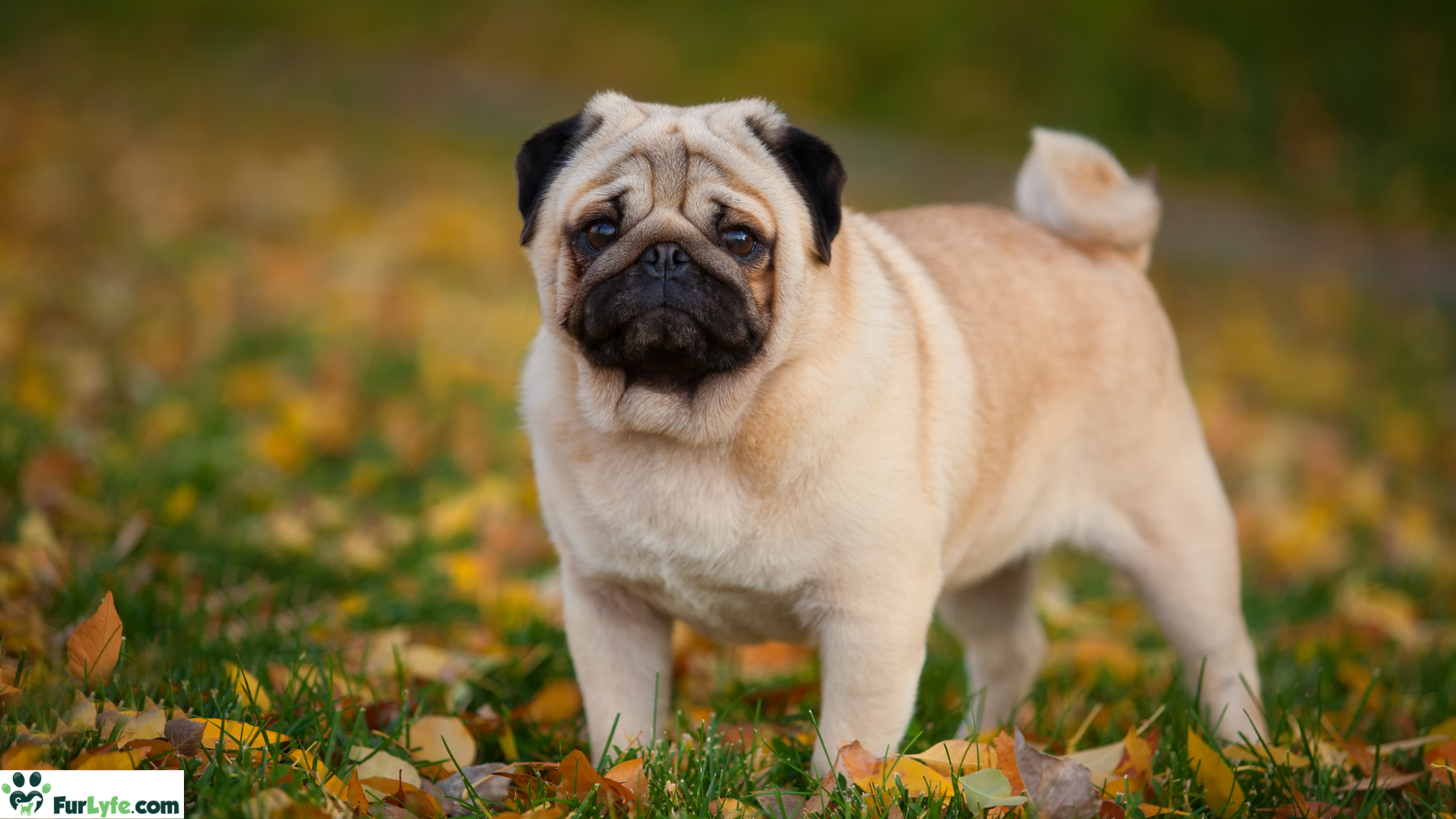 An attractive Pug standing in a fall field
